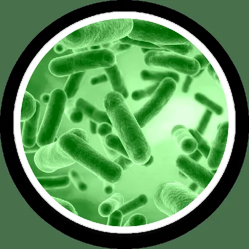 Bacillus Coagulans