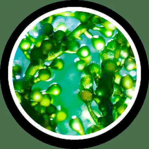 Chlorella Powder