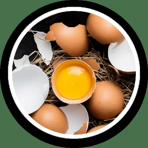 Dog scratching itchy skin